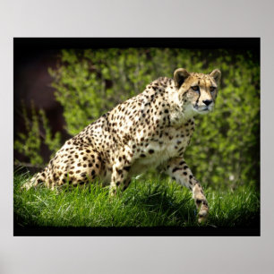 Poster animalier Cheetah Wild Cat Animal-Lover Wil