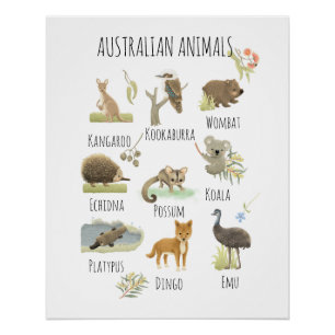 Poster Animaux australiens