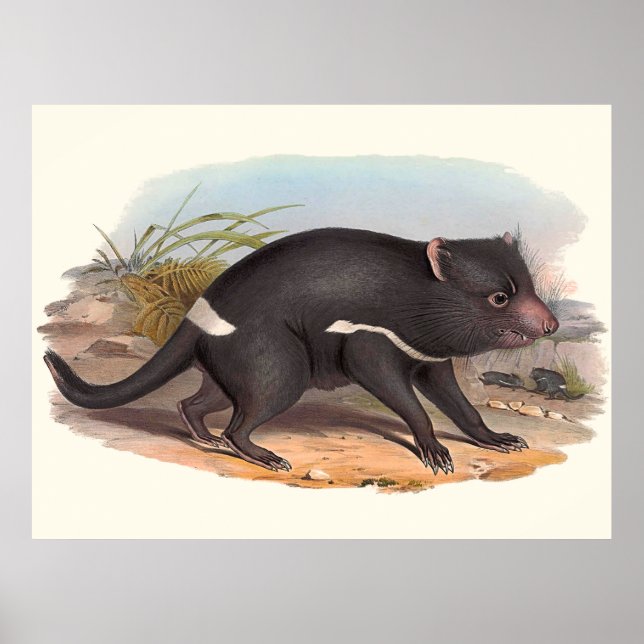 Poster Animaux D'Australie Le Diable De Tasmanie (Devant)