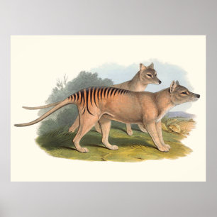 Poster Animaux D'Australie Le Tigre De Tasmanie