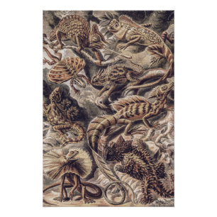 Poster Animaux lézards vintage par Ernst Haeckel