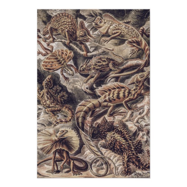 Poster Animaux lézards vintage par Ernst Haeckel  (Devant)