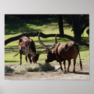 Poster Ankole Cattle #2