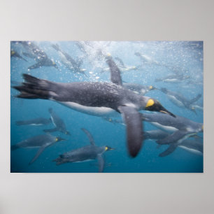 Poster Antarctique, île de Géorgie du Sud Royaume-Uni