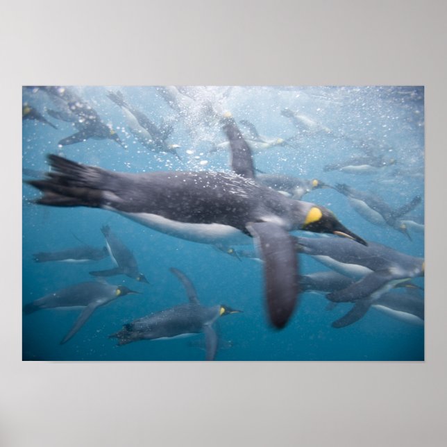 Poster Antarctique, île de Géorgie du Sud Royaume-Uni (Devant)