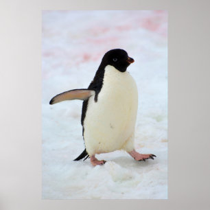 Poster Antarctique. Île Petermann. Manchot Adélie