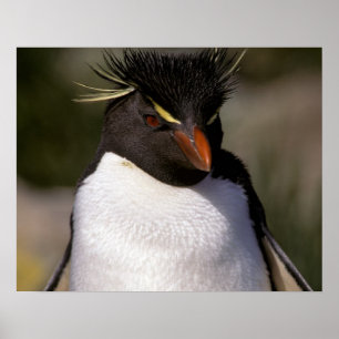 Poster Antarctique, îles subantarctiques, Sud 5
