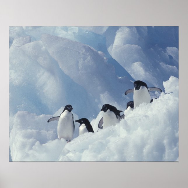 Poster Antarctique. Manchots Adélie (Devant)