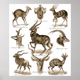 Poster Antelopes
