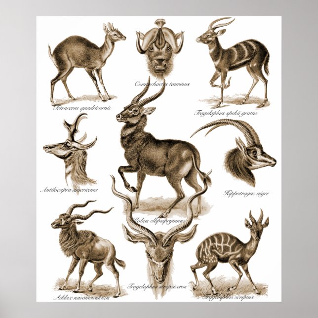 Poster Antelopes (Devant)