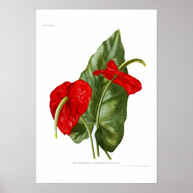 Poster Anthurium atrosanguineum (Devant)