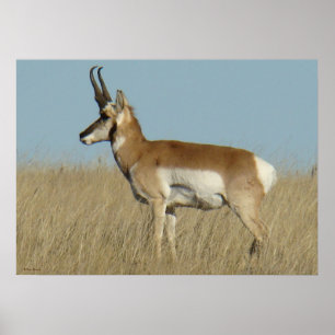 Poster Antilope d'A46 Pronghorn