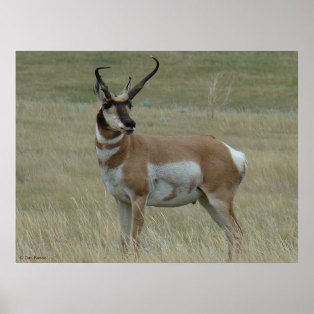 Poster Antilope d'Amérique A37 Cornes torses (Devant)