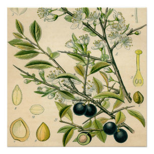 Poster Antique Blackthorn Botanique Imprimé Fleur Berry