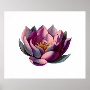 Poster Antique Botanique Pink Water Lily Lotus
