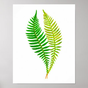 Poster Antique Fern Imprimer n° 4 Green Nature Botanical