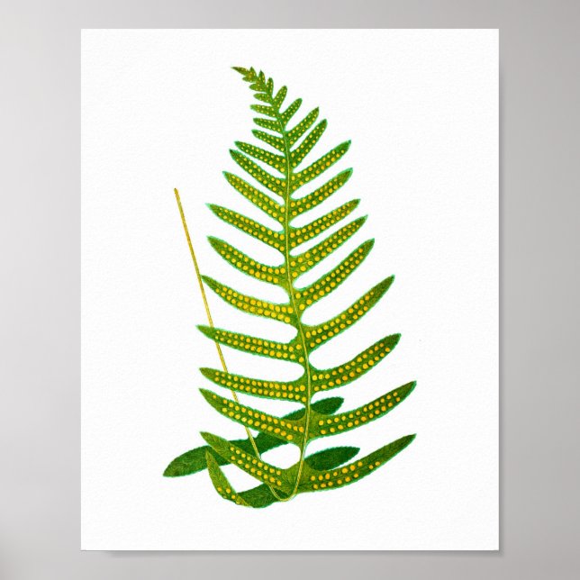 Poster Antique Fern Imprimer no 2 Botanial Art (Devant)
