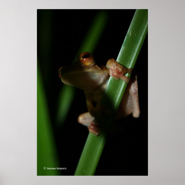 Poster Anura_2 (Devant)