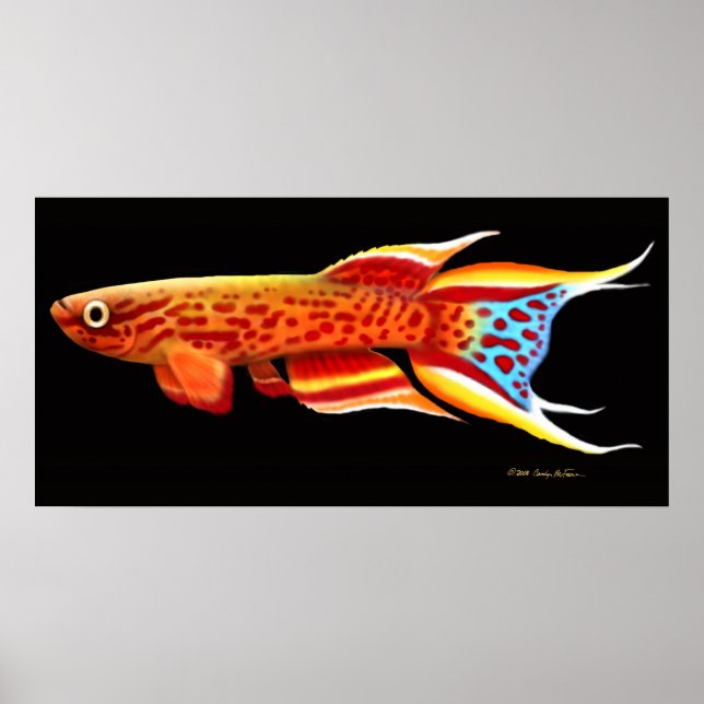 Poster Aphyosemion Australe Killifish (Devant)