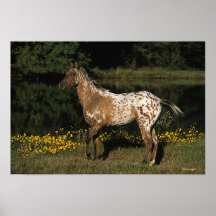 Poster Appaloosa Horse debout au bord du lac