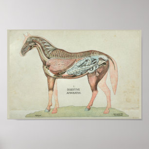 Poster Appareil digestif de cheval Anatomie interne Impri