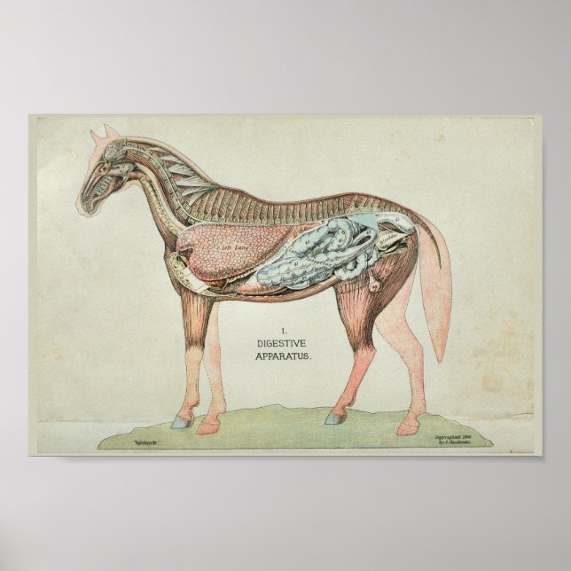Poster Appareil digestif de cheval Anatomie interne Impri (Devant)