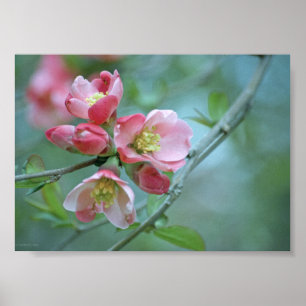 Poster Apple Blossom #P0356