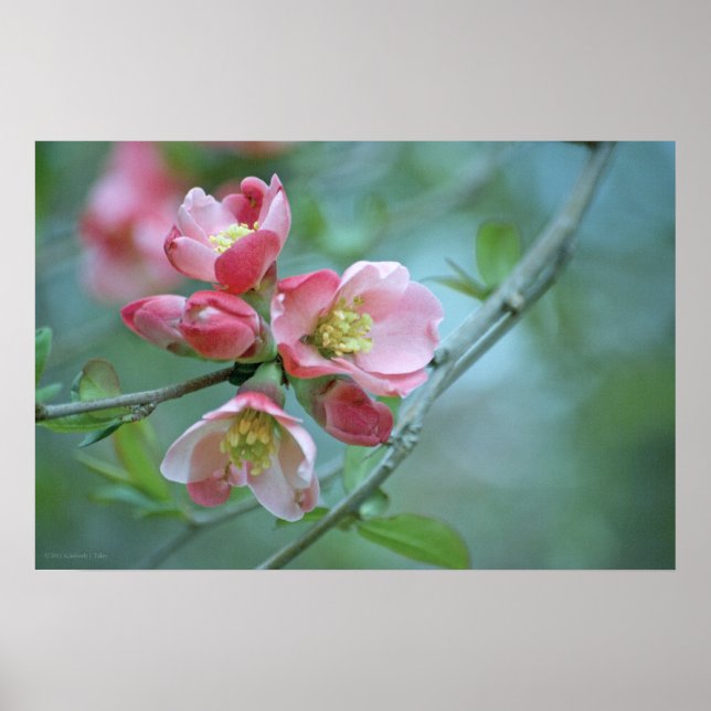 Poster Apple Blossom #P0356 (Devant)