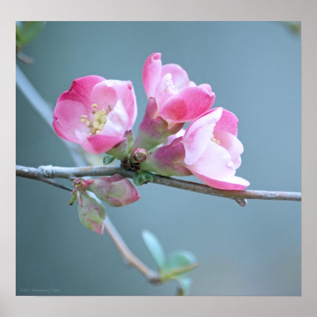 Poster Apple Blossom #P0358 (Devant)