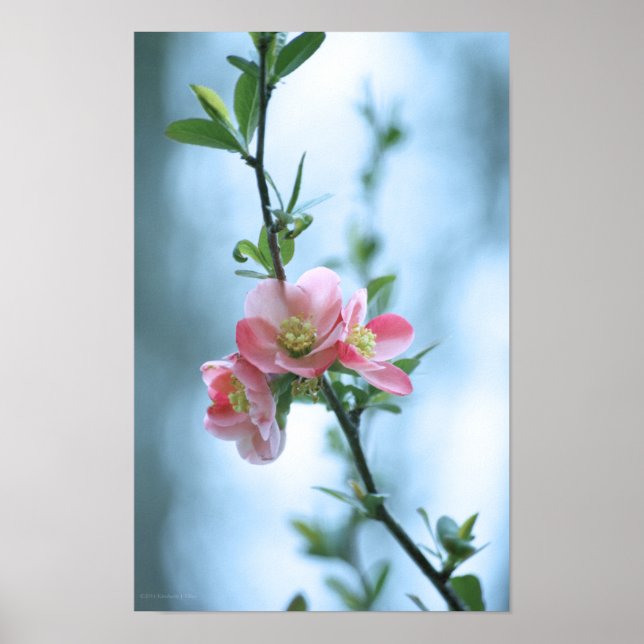 Poster Apple Blossom #P0365 (Devant)