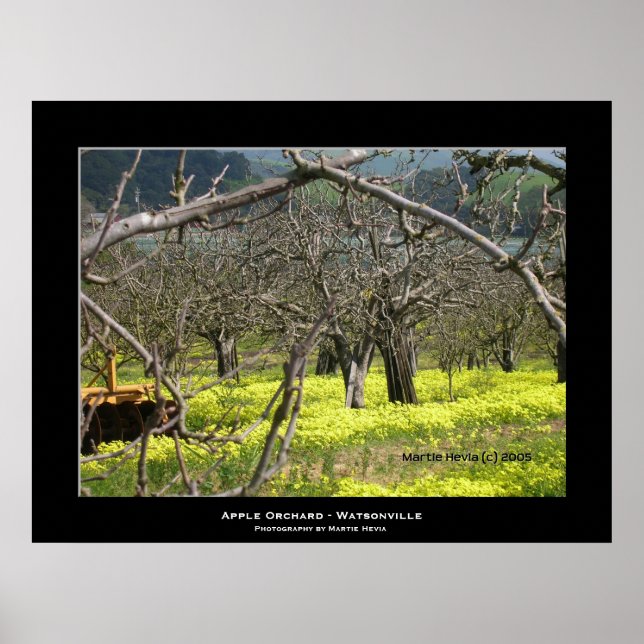 Poster "Apple Orchard - Watsonville" (Devant)