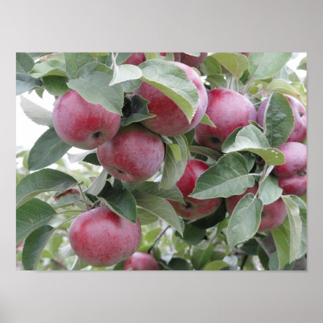 Poster apples (Devant)