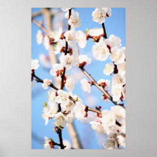 Poster Apricot