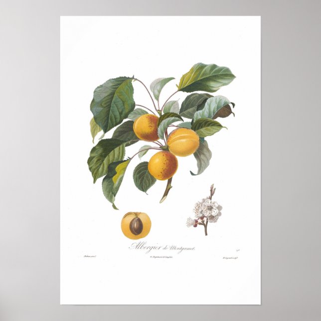Poster Apricot-Albergia de Montgamet (Devant)