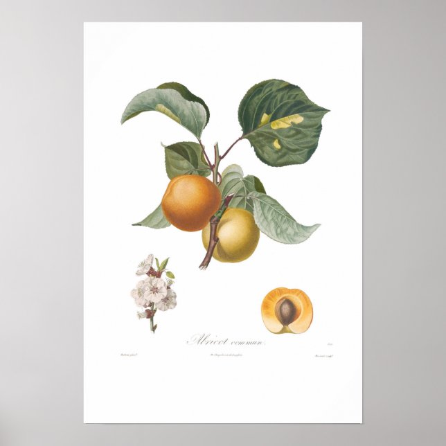 Poster Apricot commun (Devant)