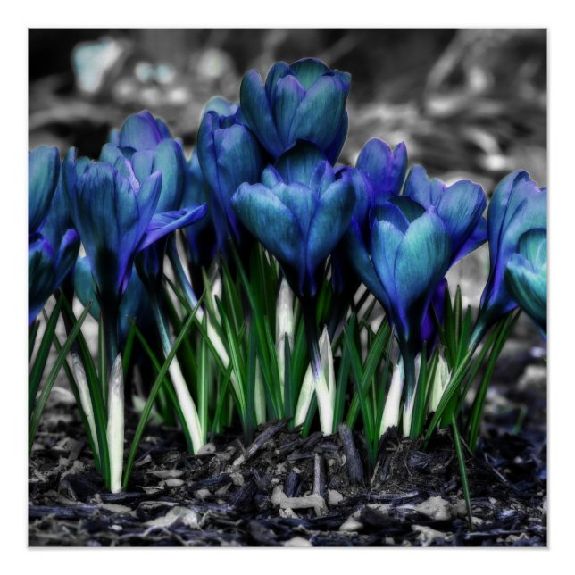 Poster Aqua Blue Crocus Blooms (Devant)
