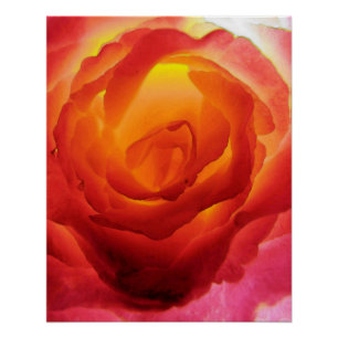 Poster Aquarelle bicolore rouge et jaune ardente de rose