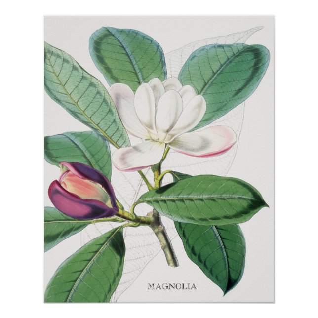 Poster Aquarelle Botanique Blanc Magnolia & Feuilles vert (Devant)