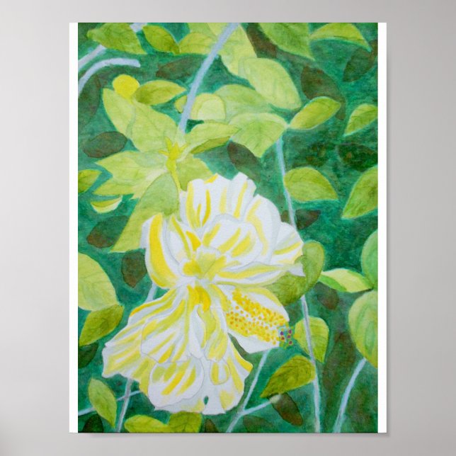 Poster Aquarelle de fleur d'hibiscus blanc double (Devant)
