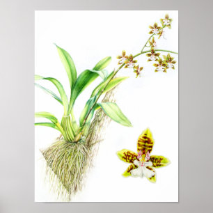 Poster Aquarelle d'orchidée de beaux-arts d'Oncidium
