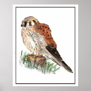 Poster Aquarelle Kestrel, Faucon des Bruants, Faucon, Ois