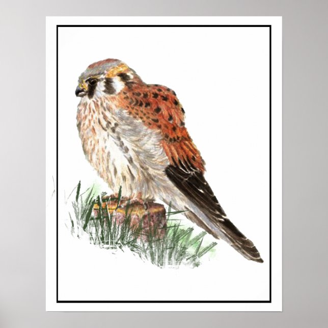 Poster Aquarelle Kestrel, Faucon des Bruants, Faucon, Ois (Devant)