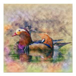 Poster Aquarelle Mandarin Canards Feng Shui Symbole