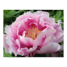 Aquarelle rose Peony Floral fin