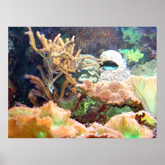 Poster Aquarium (Devant)
