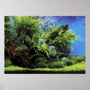 Poster Aquarium de l'Eau douce