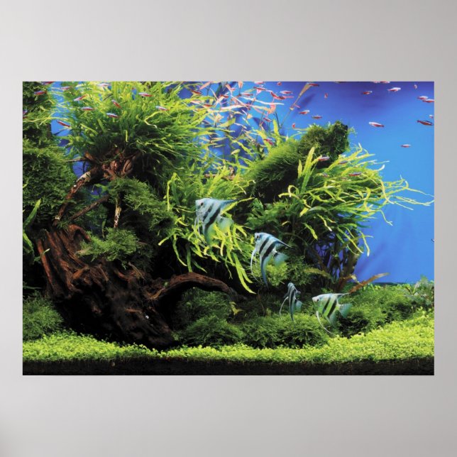 Poster Aquarium de l'Eau douce (Devant)