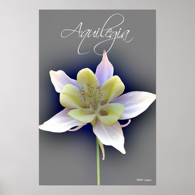 Poster Aquilegia (Devant)