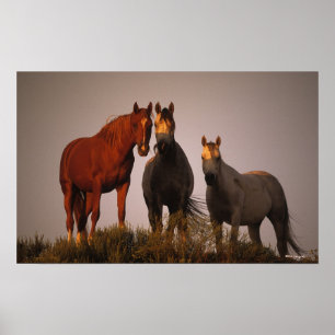 Poster Arabes au coucher du soleil