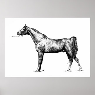 Poster Arabian en stylo et encre